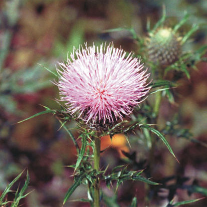 Picture of Prairie Field Thistle - Seed