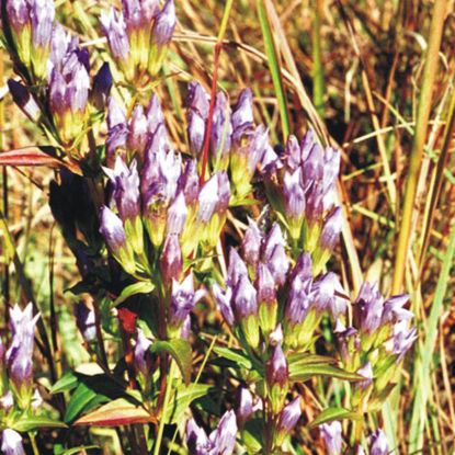 Picture of Stiff Gentian - Seed