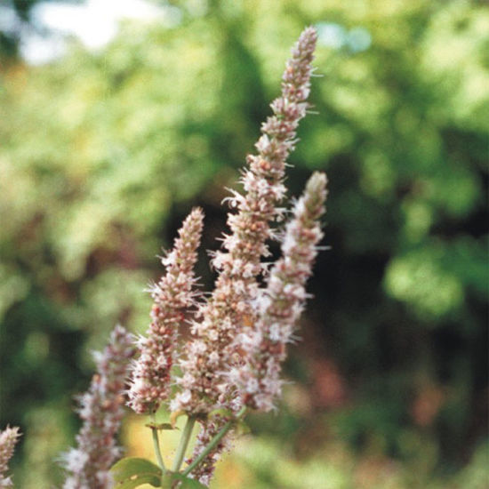 Picture of Giant Hyssop - Seed