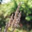 Picture of Giant Hyssop - Seed