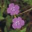 Picture of  Purple False Foxglove - Seed