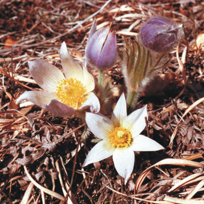 Picture of Pasque Flower - Seed