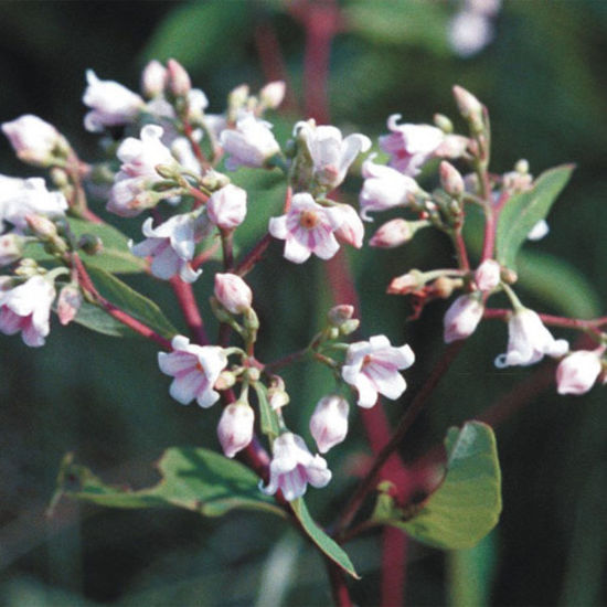 Picture of Spreading Dogbane - Seed