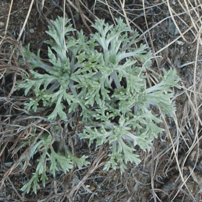 Picture of Wormwood - Seed