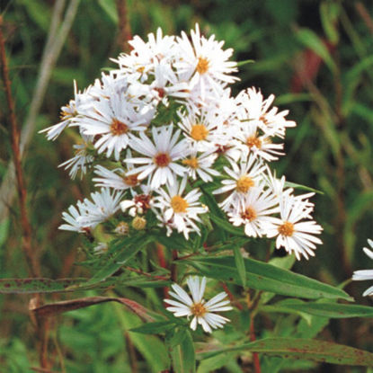Picture of Swamp Aster - Seed