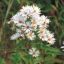 Picture of Swamp Aster - Seed