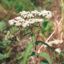 Picture of Boneset - Seed