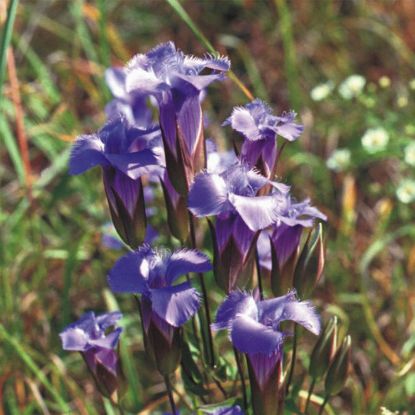 Picture of Fringed Gentian - Seed