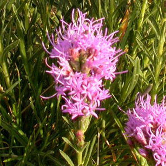 Picture of Dotted Blazing Star - Seed