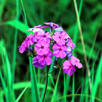 Picture of Marsh Phlox - Seed