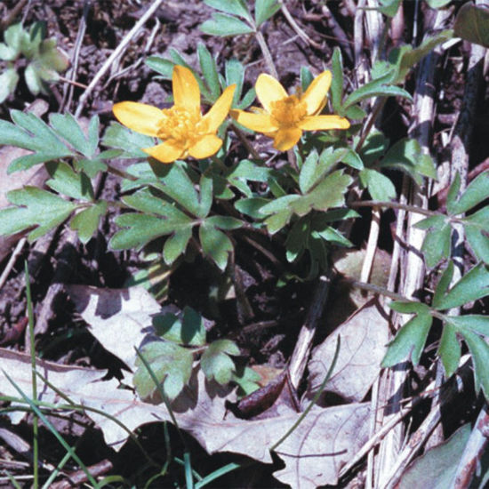 Picture of Early Tufted Buttercup - Seed