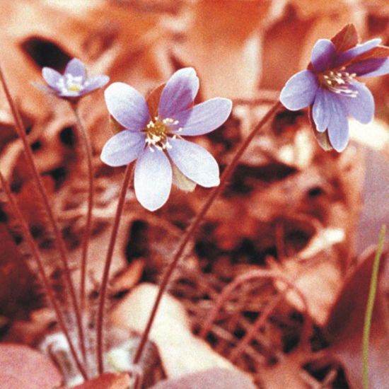 Picture of Sharp-Lobed Hepatica - Seed