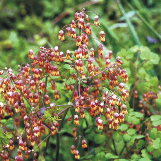 Picture of Early Meadow Rue - Seed