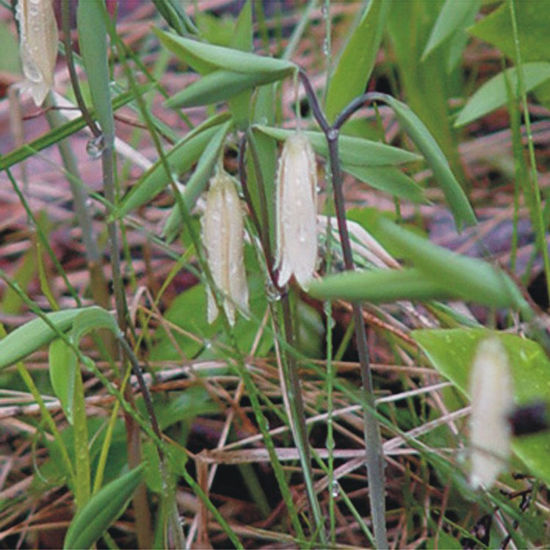 Picture of Wild Oats - Seed