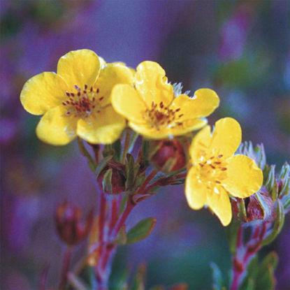 Picture of Shrubby Cinquefoil - Seed