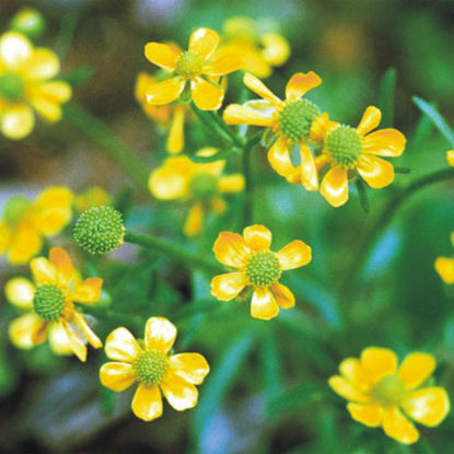 Picture of Prairie Buttercup - Seed