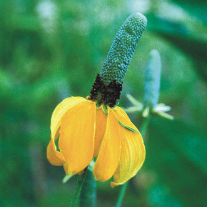Picture of Long-Headed Coneflower - Seed