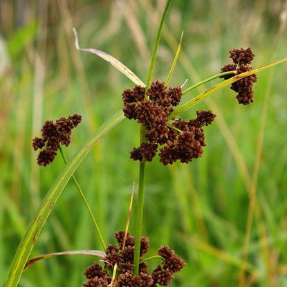 Picture of Dark-Green Bulrush - Seed