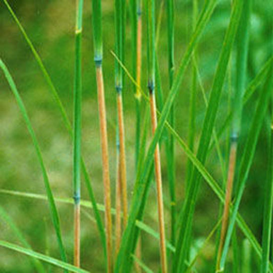 Picture of Blue Joint Grass - Seed