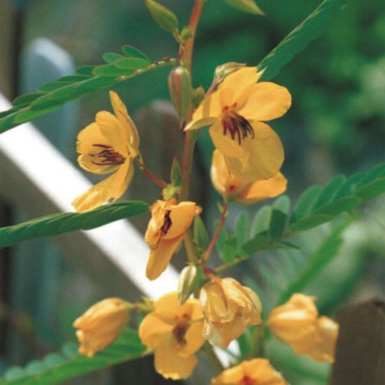 Picture of Partridge Pea - Seed