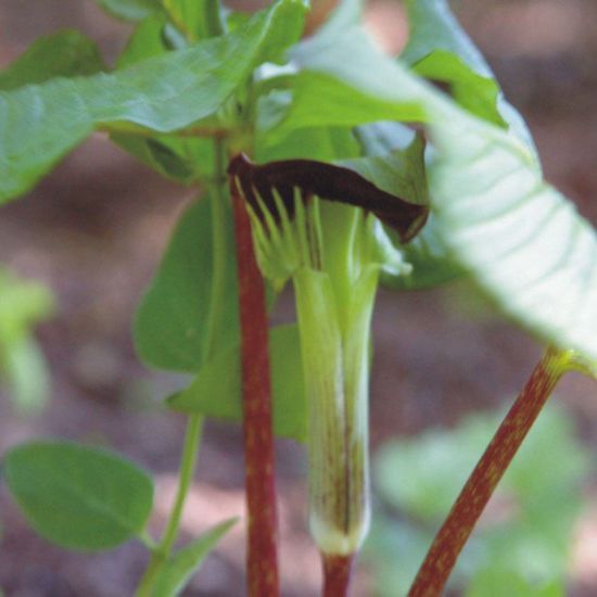 Picture of Jack in the Pulpit - Seed