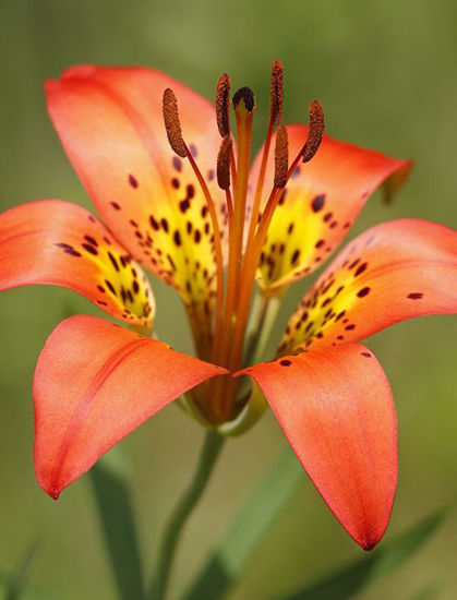 Picture of Wood Lily - Seed