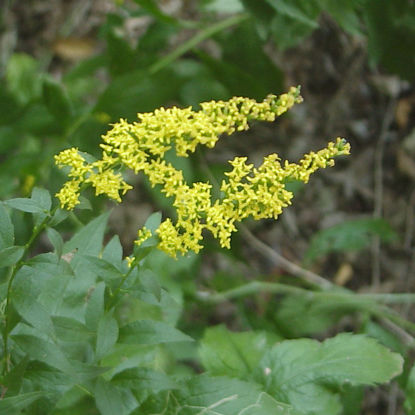 Picture of Elm-leaved Goldenrod - Seed