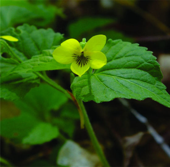 Picture of Yellow Violet - Seed