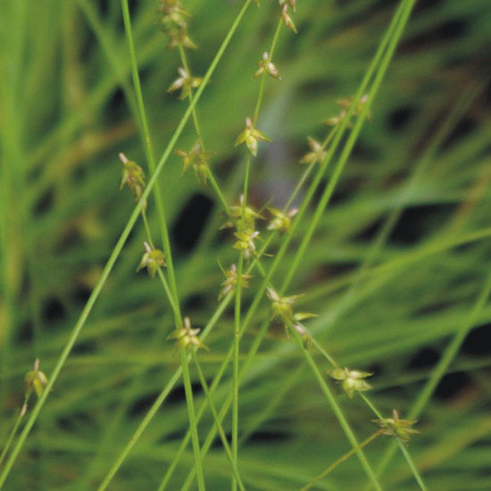 Picture of Rosy Sedge - Seed
