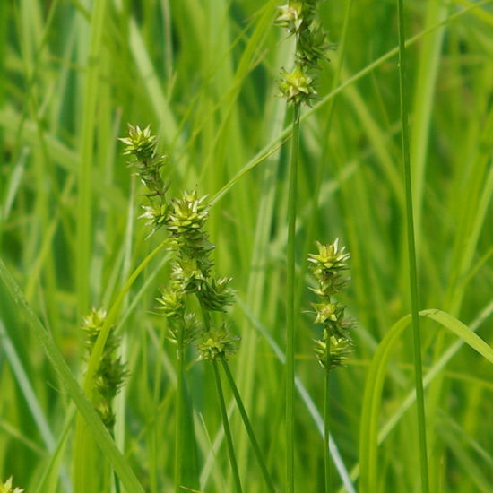 Picture of Eastern Star Sedge - Plant