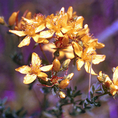 Picture of Dotted St. John's Wort - Seed