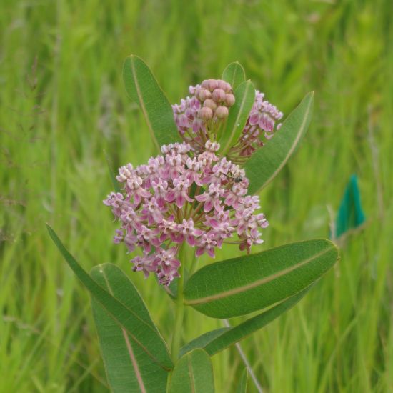 Picture of Prairie Milkweed - Seed