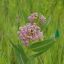Picture of Prairie Milkweed - Plant