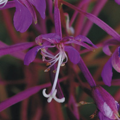 Picture of Fireweed - Plant