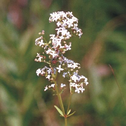 Picture of Northern Bedstraw - Plant