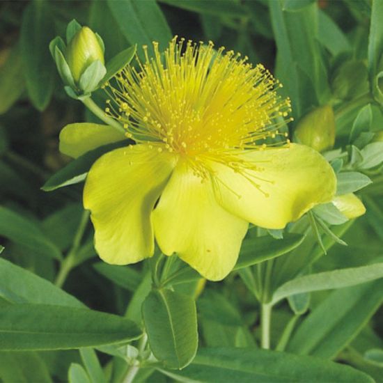 Picture of Shrubby St. John's Wort - Plant