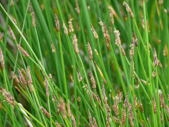 Picture of Common Spike Rush - Plant