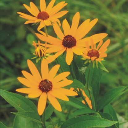 Picture of Sweet Black Eyed Susan - Plant