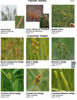 Picture of Native Prairie Grasses, Sedges & Rushes