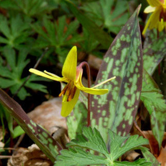 Picture of Yellow Trout Lily - Seed