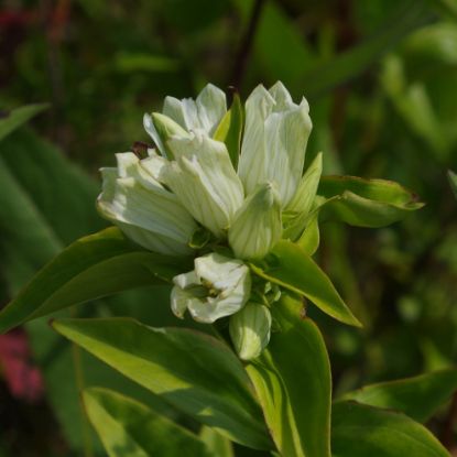 Picture of Cream Gentian - Plant