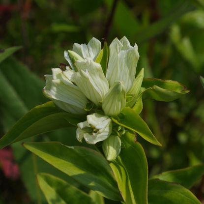 Picture of Cream Gentian - Seed