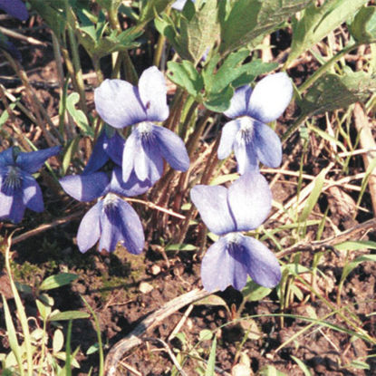 Picture of Prairie Violet - Seed