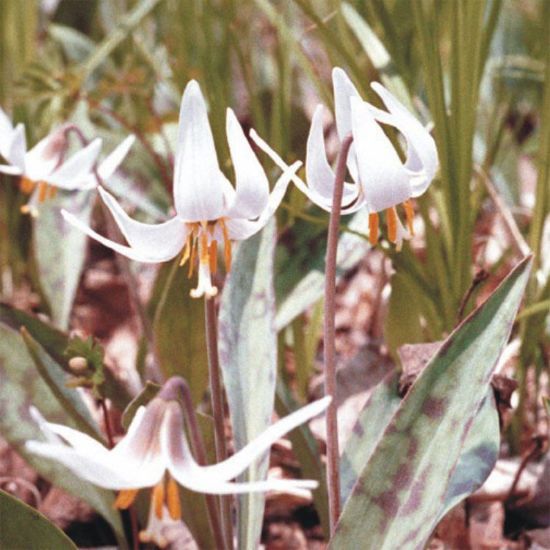 Picture of White Trout Lily - Plant