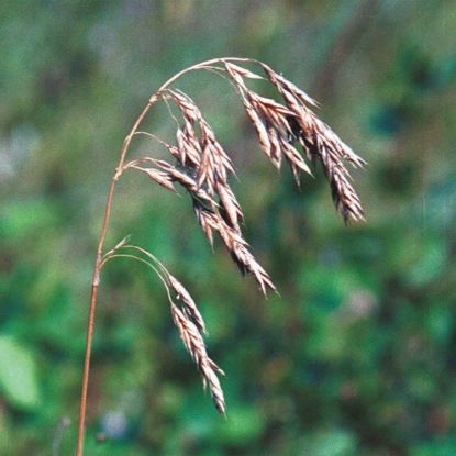 Picture of Fringed Brome Grass - Plant