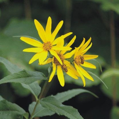 Picture of Woodland Sunflower - Plant