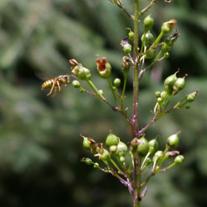 Picture of Late Figwort - Plant