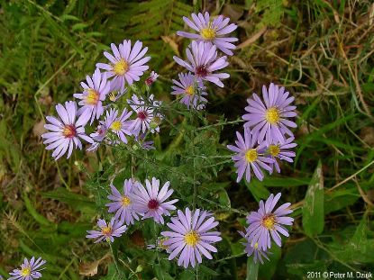 Picture of Short's Aster - Plant