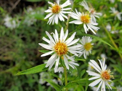 Picture of False Aster - Plant