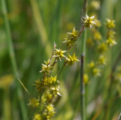 Picture of Eastern Star Sedge - Plant